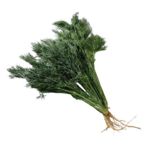 FG04004 ผักชีลาว Dill ( 200g )