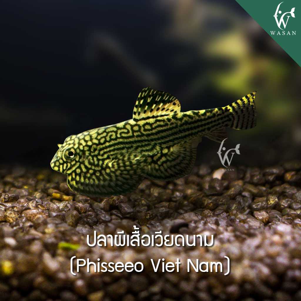 ปลาผีเสื้อเวียดนาม Phisseeo Viet Nam (ไซส์ 3-4 cm)
