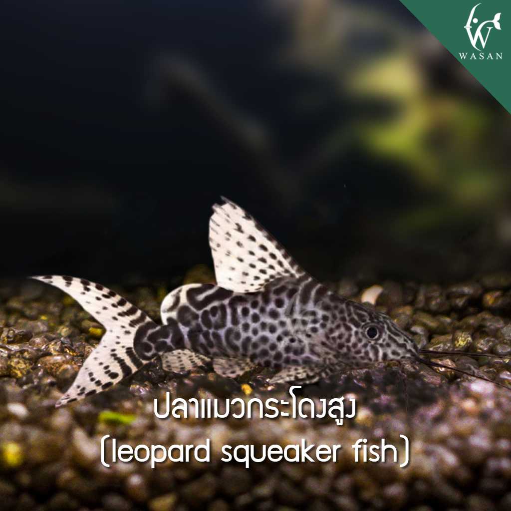 ปลาแมวกระโดงสูง leopard squeaker fish (ไซส์ 1.2 นิ้ว)