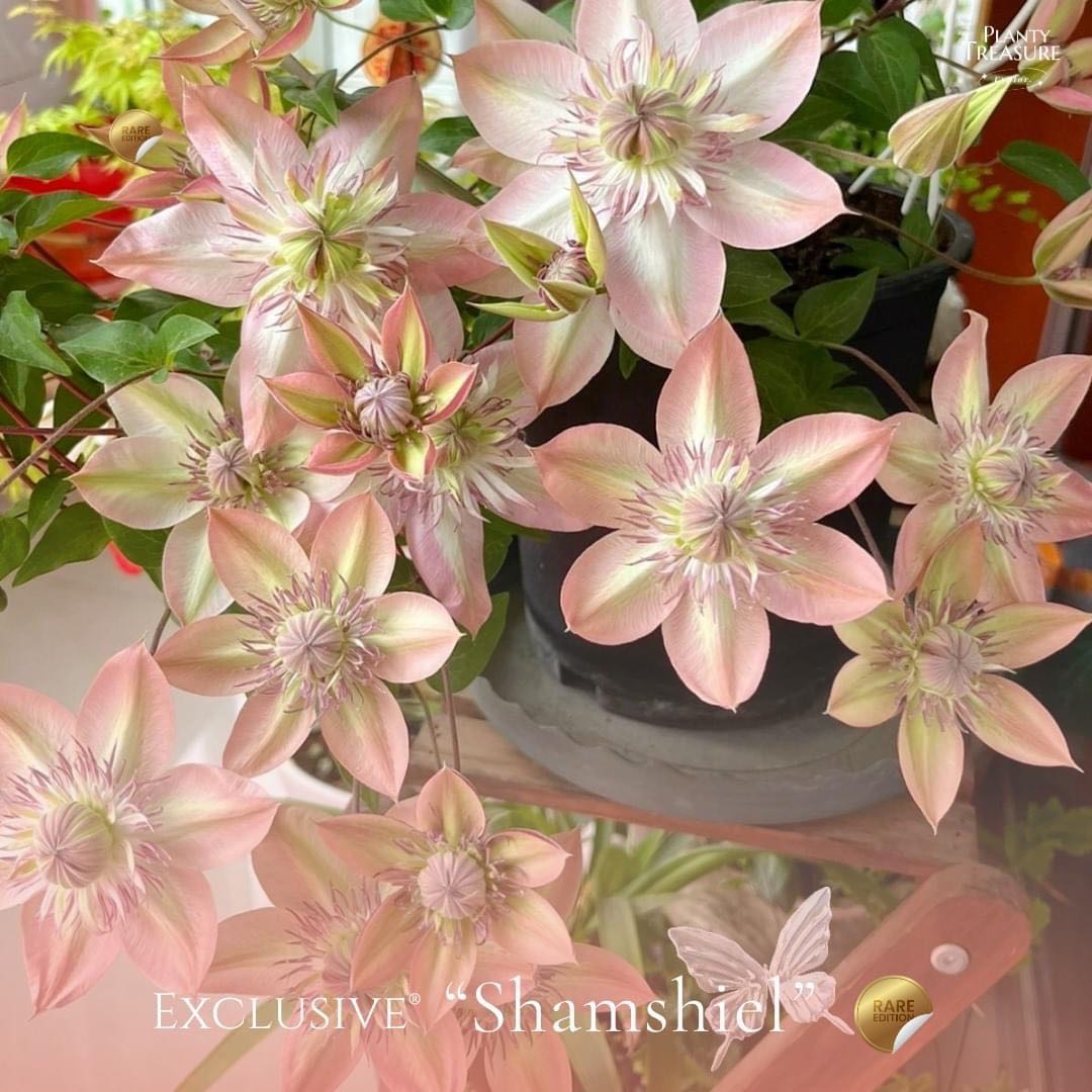 Clematis Samshiel