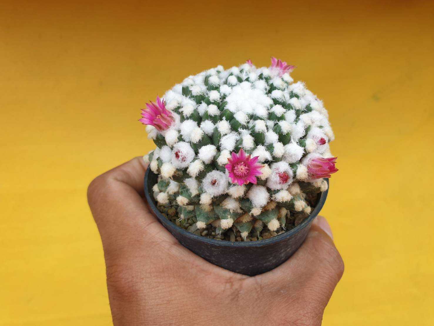ต้นกระบองเพชร แมมอิรุซามุ ปุยหิมะ Mammillaria bucareliensis 'Erusamu' #cactus #Mammillaria #แคคตัส