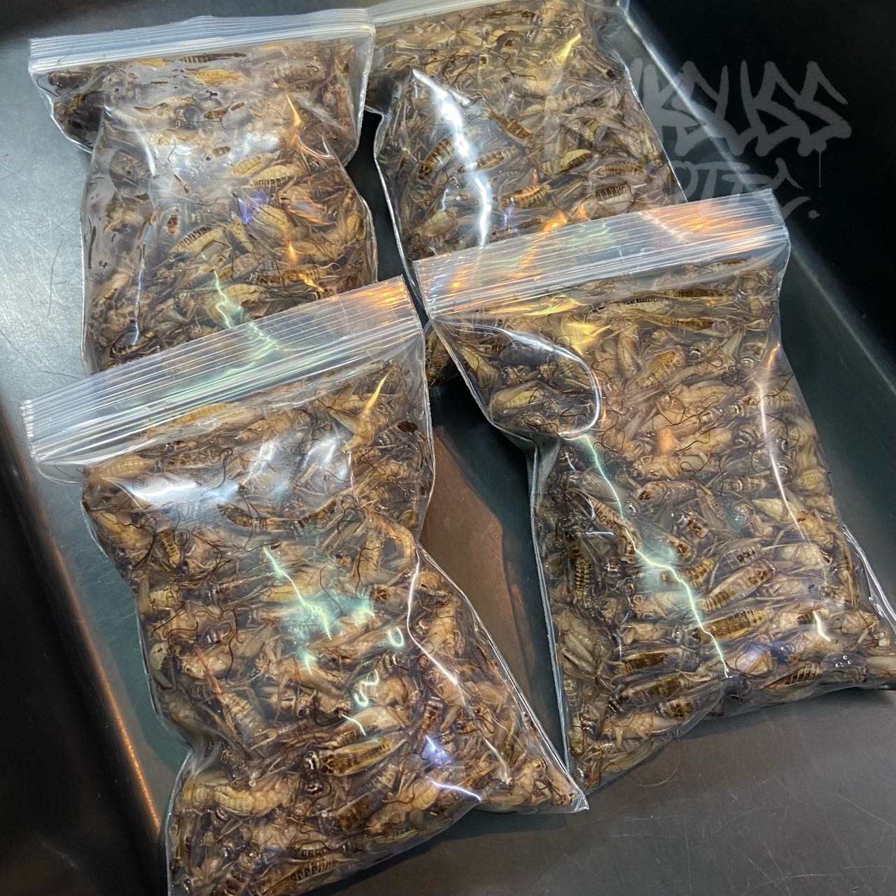 Frozen Cricket/สะดิ้งแช่แข็ง(125g.)