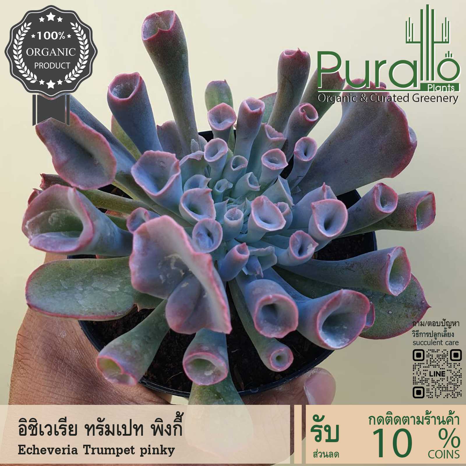 ต้นไม้อวบน้ำ ขนาดใหญ่ 4-6 นิ้ว กุหลาบหิน อิชิเวเรีย ทรัมเปท พิงกี้ Echeveria Trumpet pinky #กระถาง