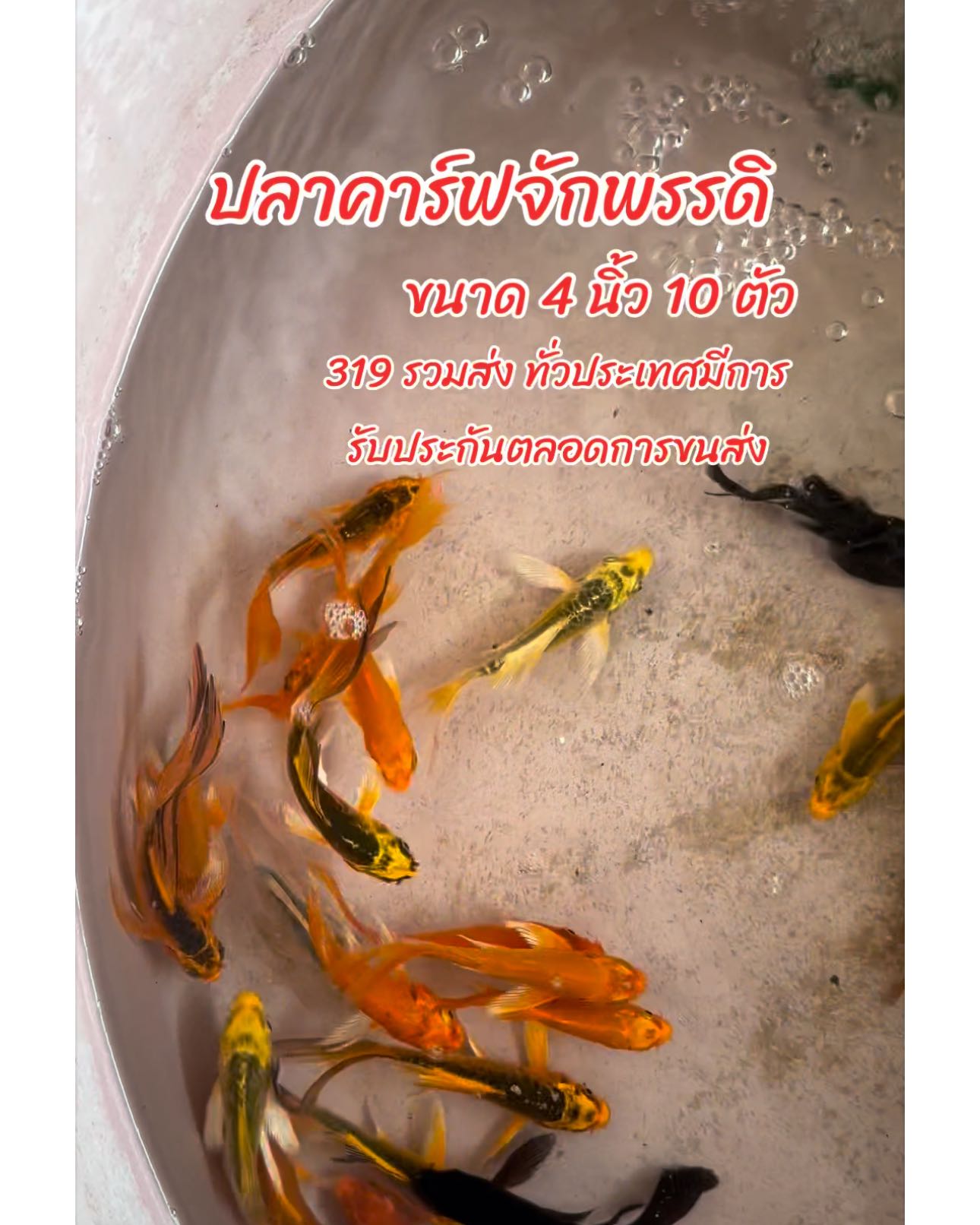 คาร์ฟจักพรรดิ 4 นิ้ว ชุด 10 ตัว คละสี รวมส่ง