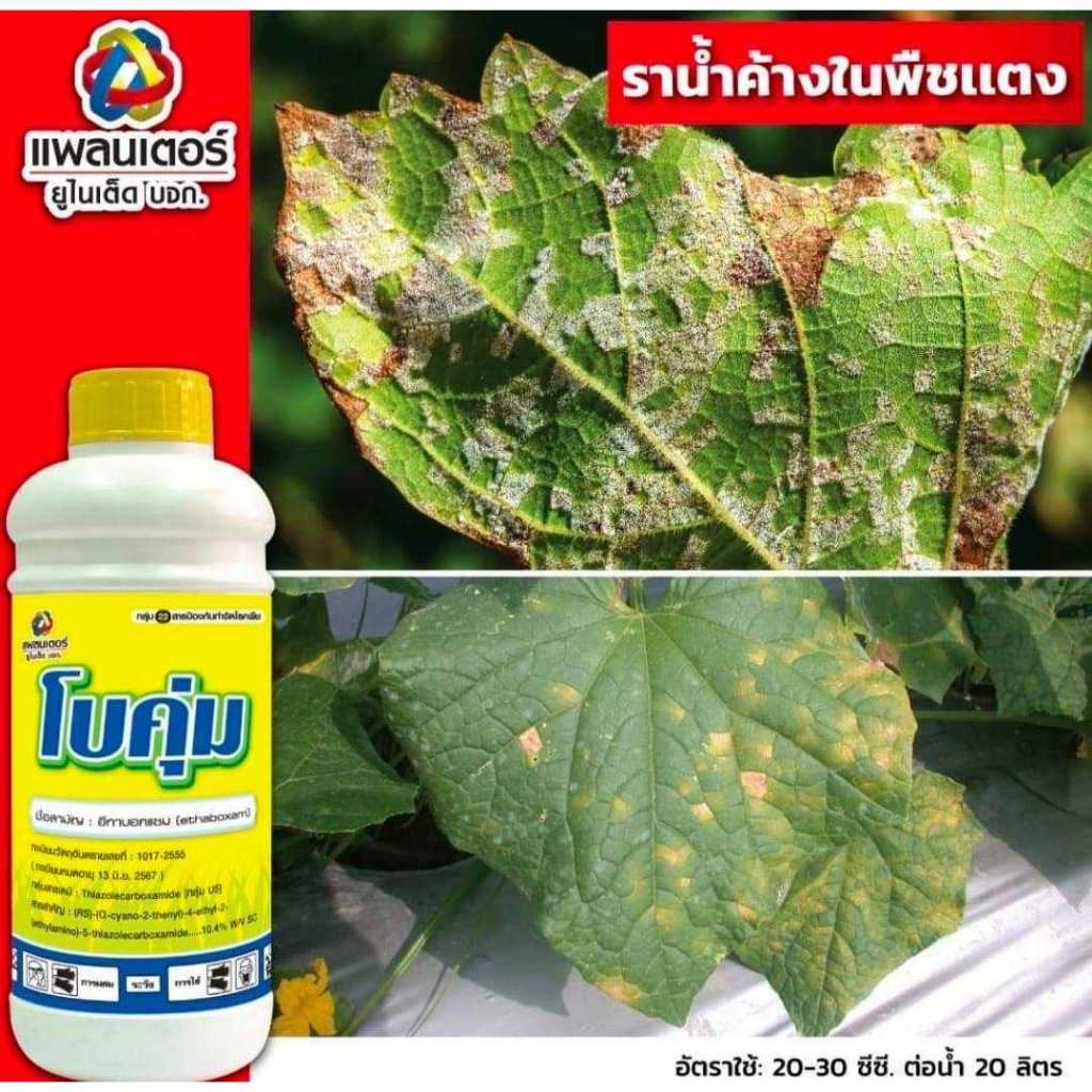 โบคุ่มขนาด 1 ลิตร ป้องกันกำจัดโรคไฟท๊อปเทอร่า ราน้ำค้าง