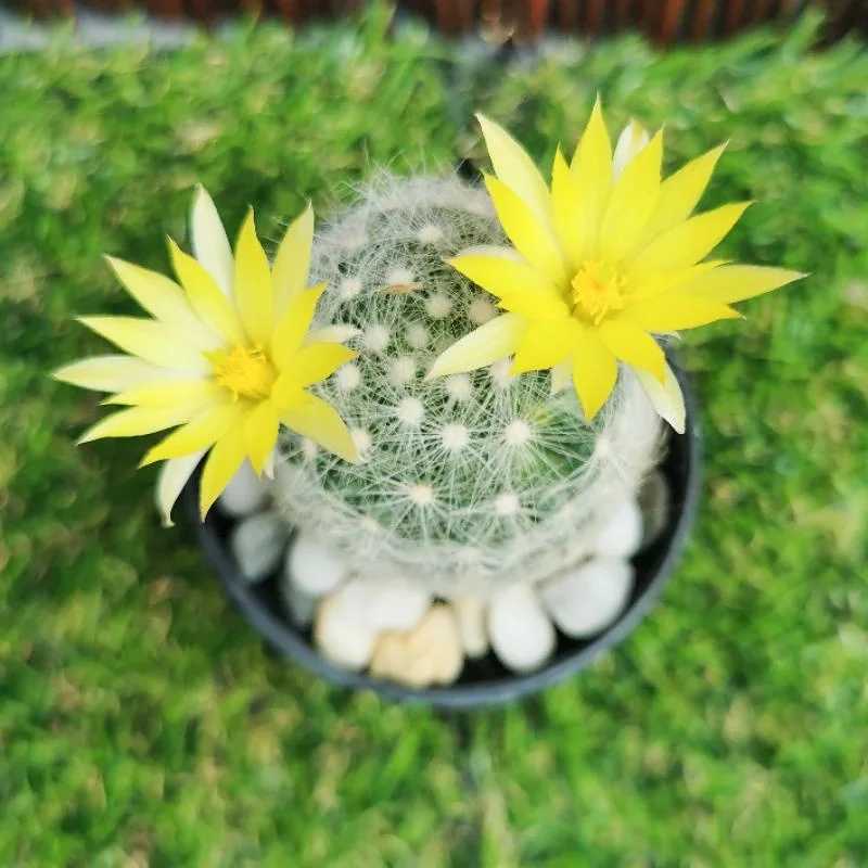กระบองเพชร แมมบูมิไอ (Mammillaria Baumii)​ ไม้เมล็ด 4-5.5 cm.