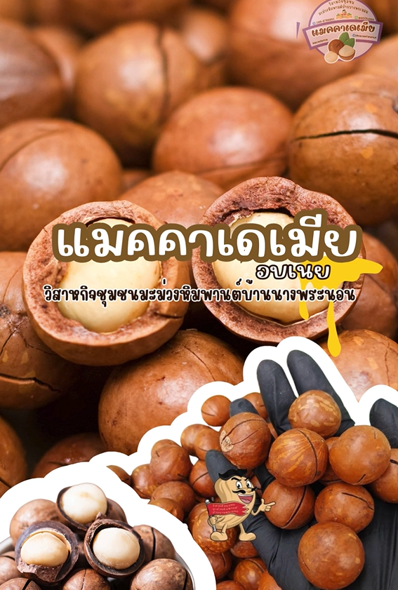 ถั่วแมคคาเดเมีย พร้อมทาน (มีเปลือก) ขนาด 500 กรัม อบ สด ใหม่ กรอบ อร่อย