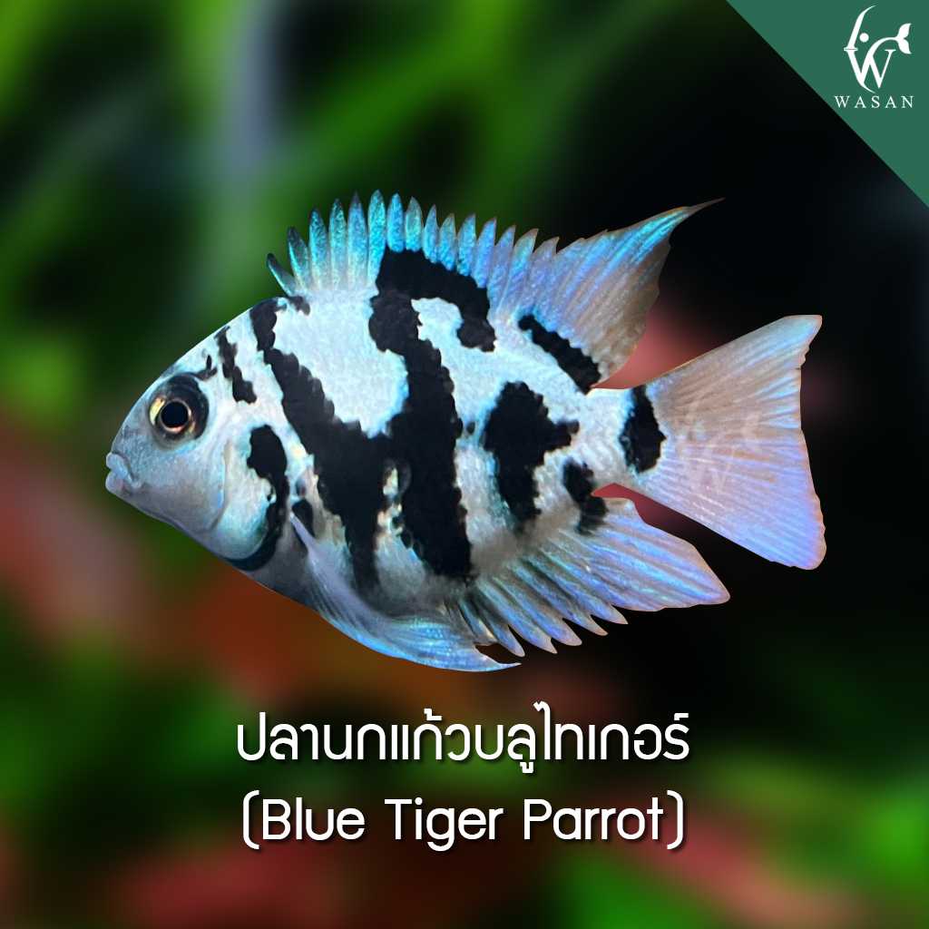 ปลานกแก้วบลูไทเกอร์ Blue Tiger Parrot (2-3 cm)