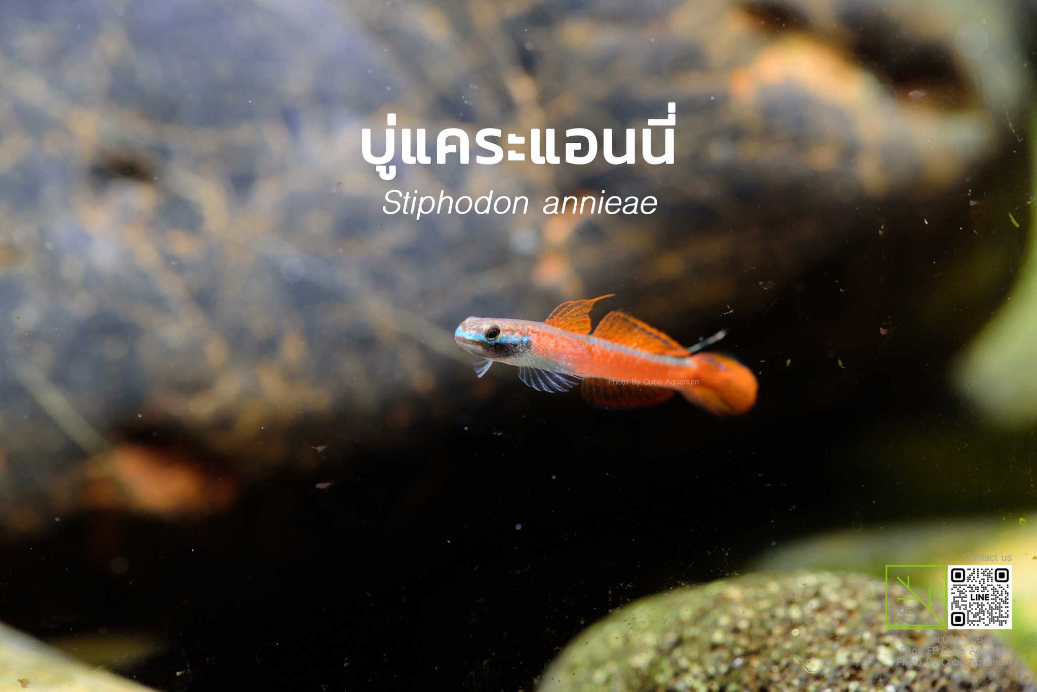 ปลาบู่แคระแอนนี่ Stiphodon annieae 1” 🔥Best seller🔥