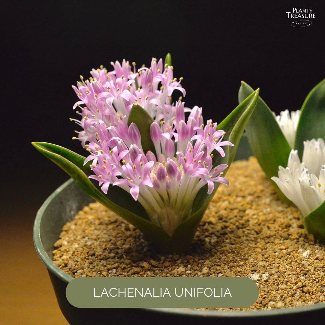 Lachenalia Pygmaea 