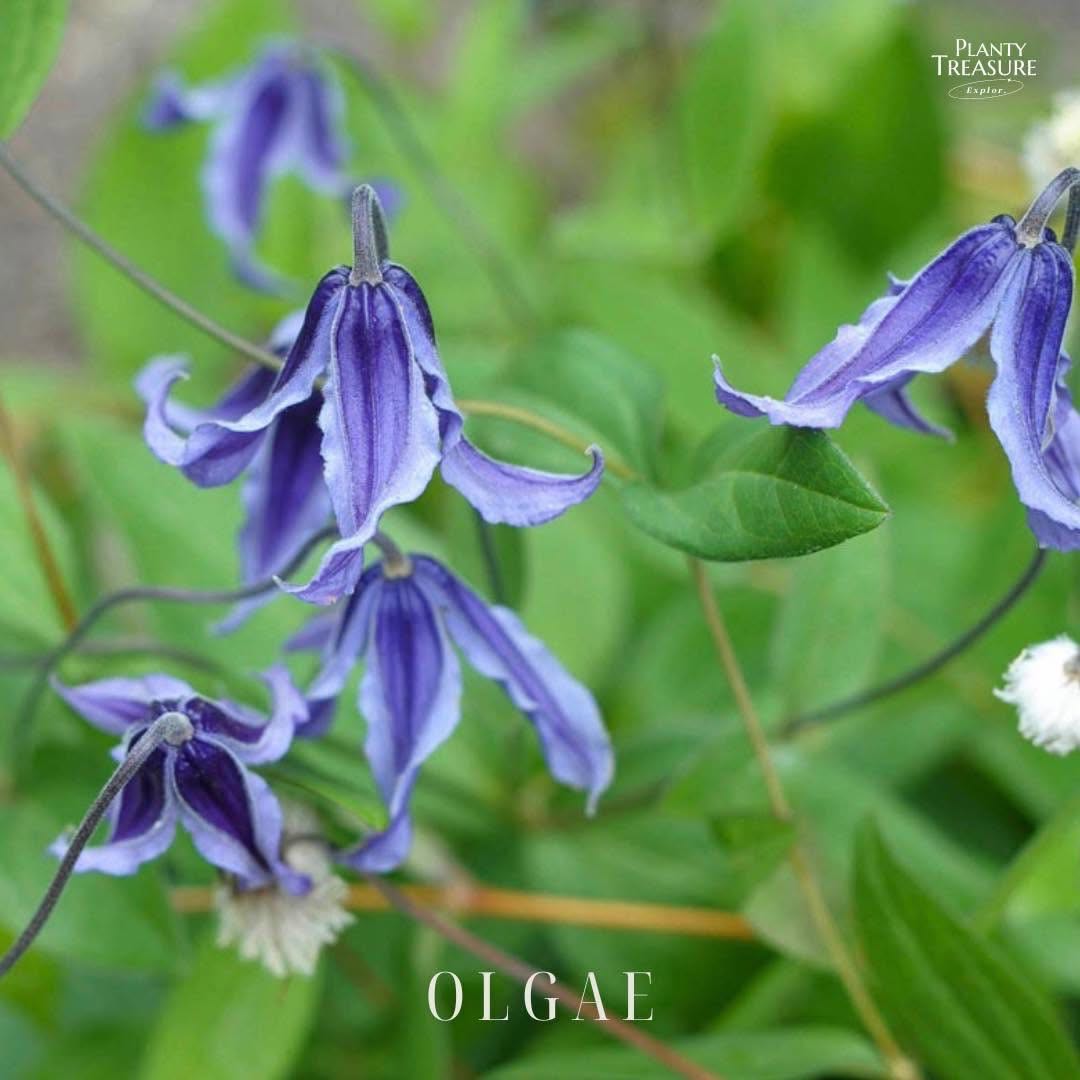 ‘Olgae’ Blush Clematis 