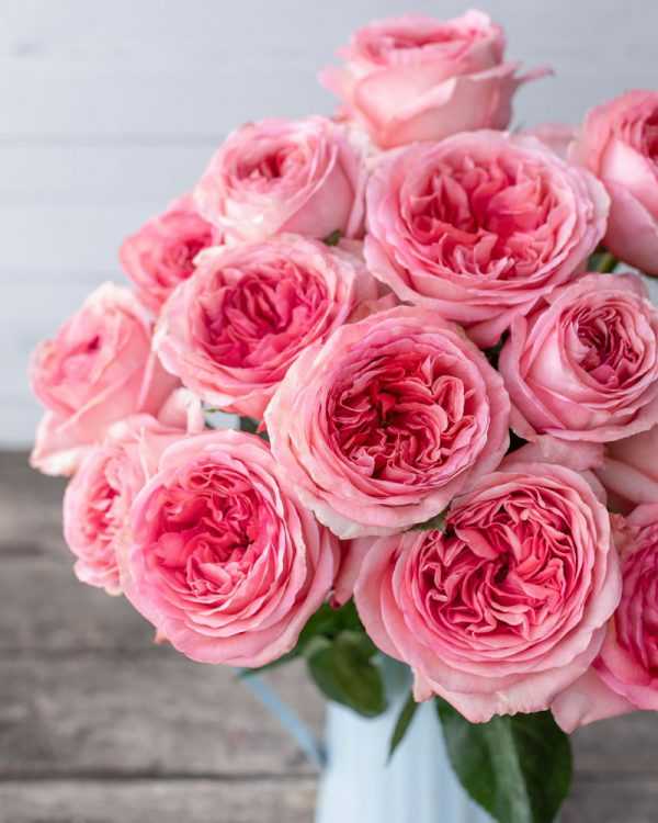PINK X-PRESSION