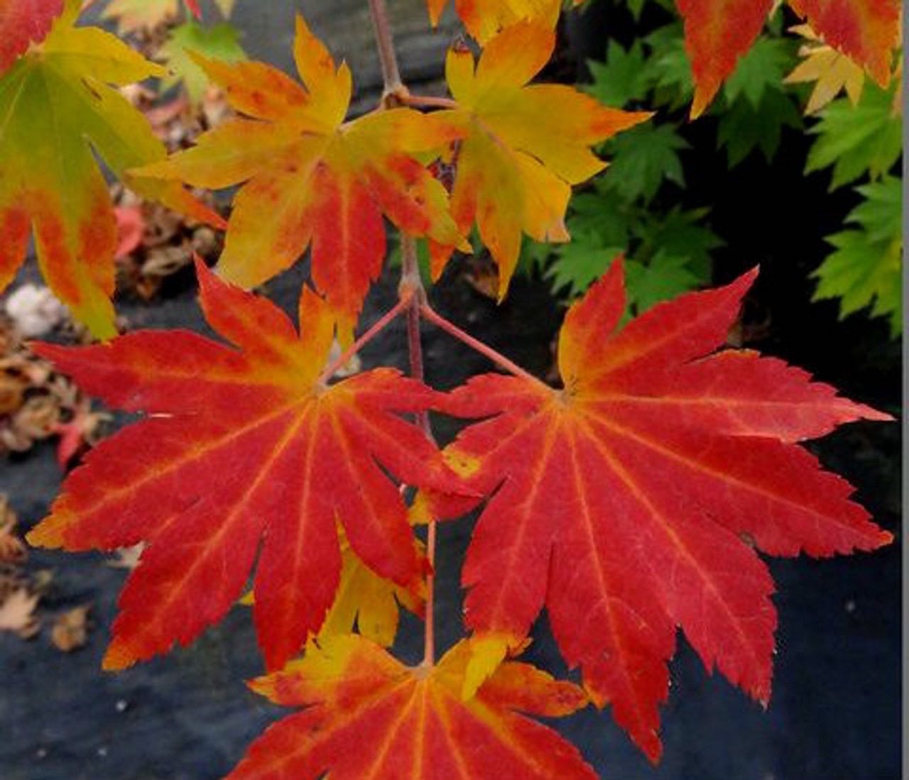 (Rare) ‘Seki no kegon ‘ Japanese Maple 
