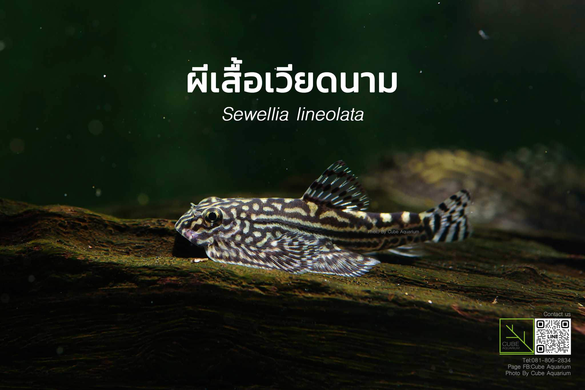 ผีเสื้อเวียดนาม Sewellia lineolata 1.3นิ้ว  