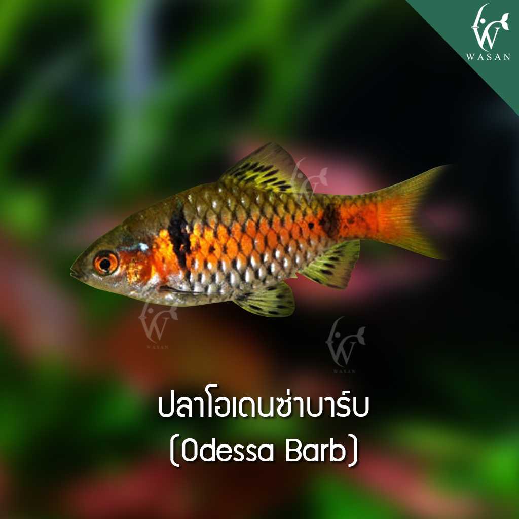 ปลาโอเดนซ่าบาร์บ Odessa Barb (ไซส์ 3-4 cm)