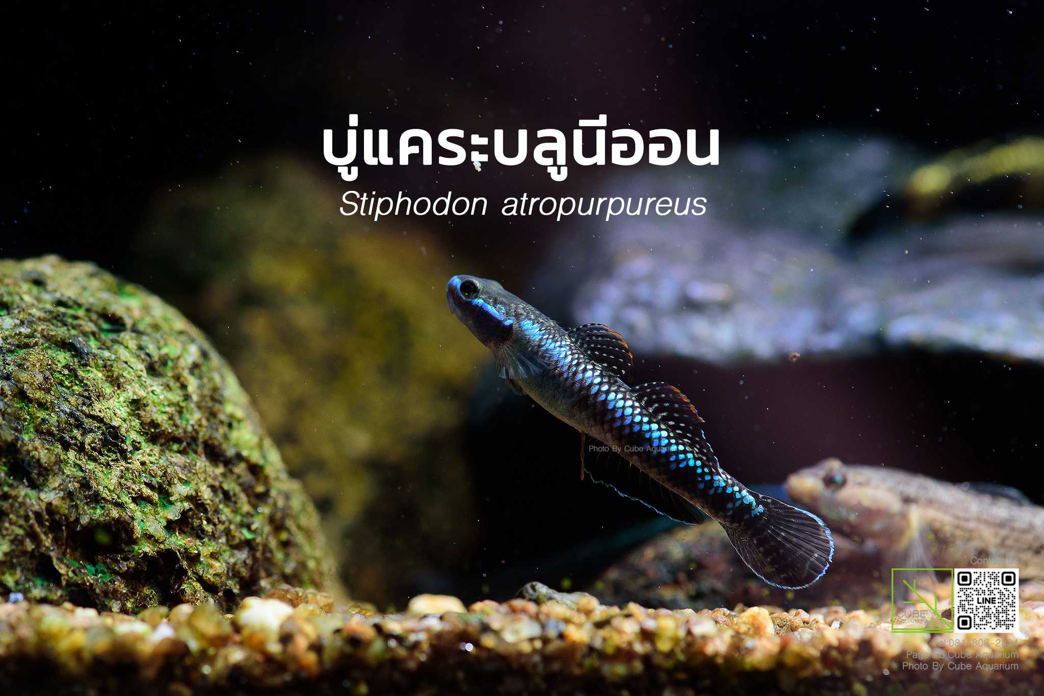 ปลาบู่แคระบลูนีออน Stiphodon atropurpureus 