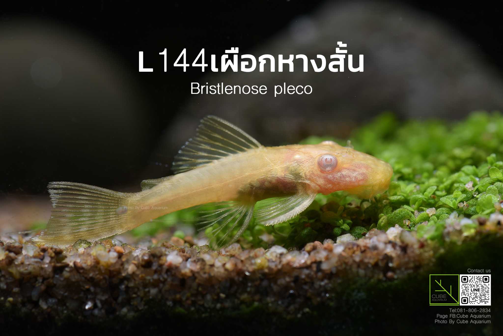 L144เผือกหางสั้น  L144 albino bristlenose pleco 1.2นิ้ว