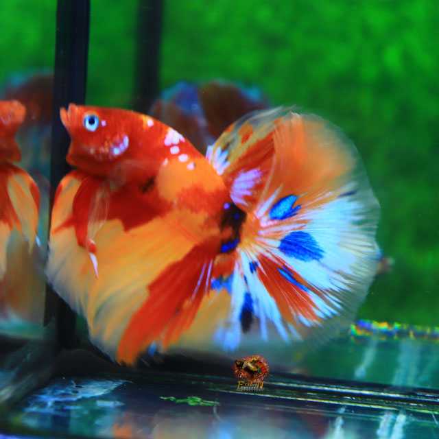 Half Moon NemoMultiColor Betta รหัส HM006