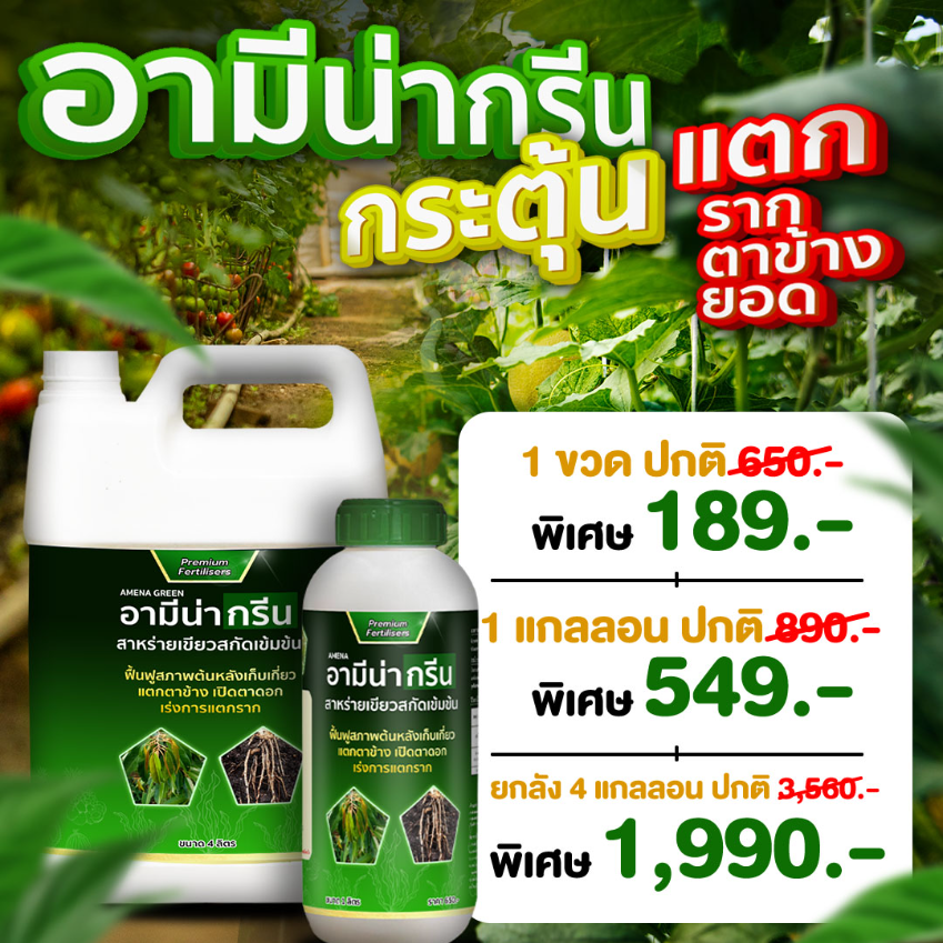อามีน่ากรีน 4 ลิตร