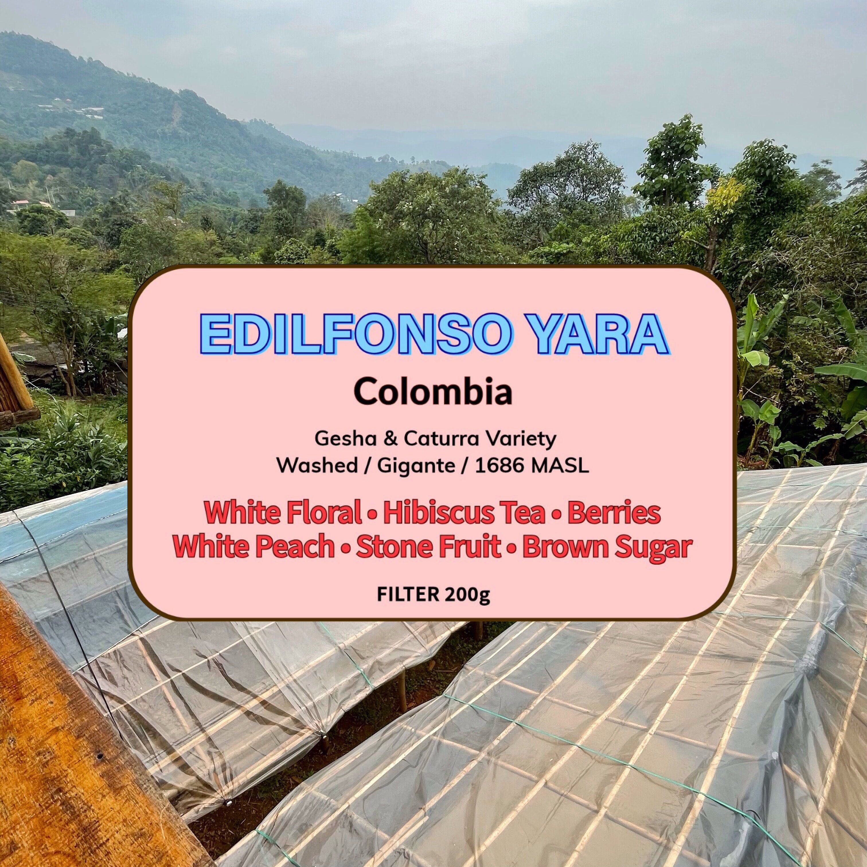 Edilfonso Yara ( Filter Roasted )