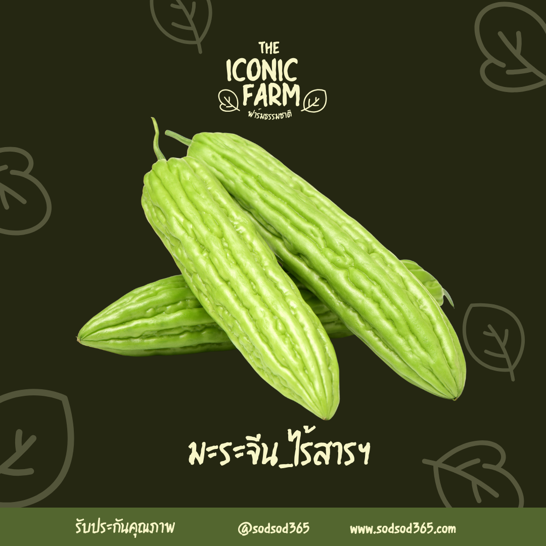 มะระจีน 1000g ช่วยเจริญอาหาร