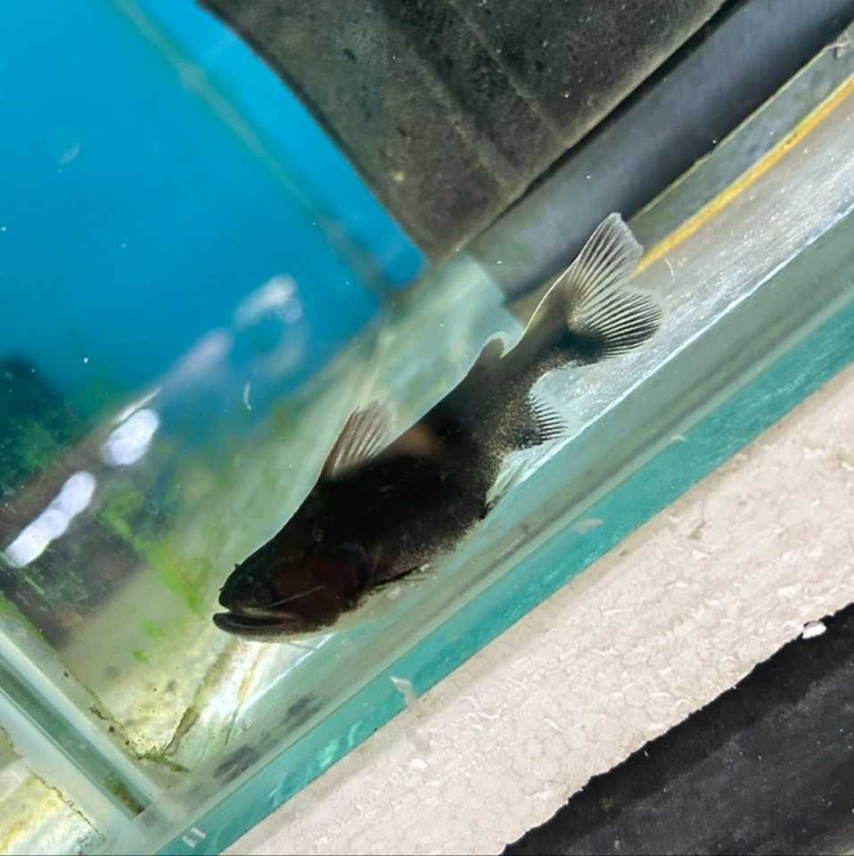 ปลาดุกปากกว้าง Wide-mouthed Catfish (ไซส์ 3 นิ้ว)