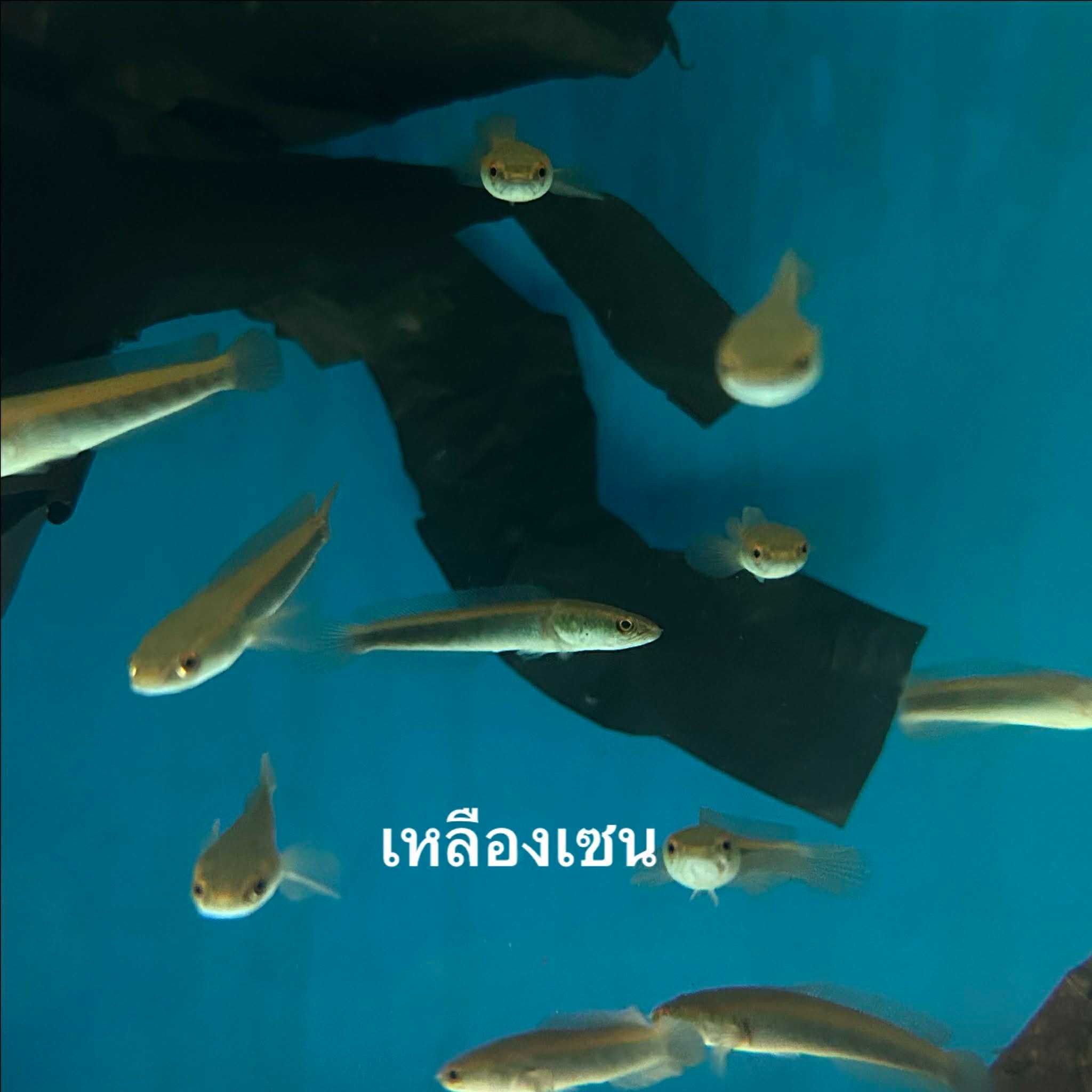 เหลืองเซนทารั่ม (ไซส์ 2 นิ้ว)