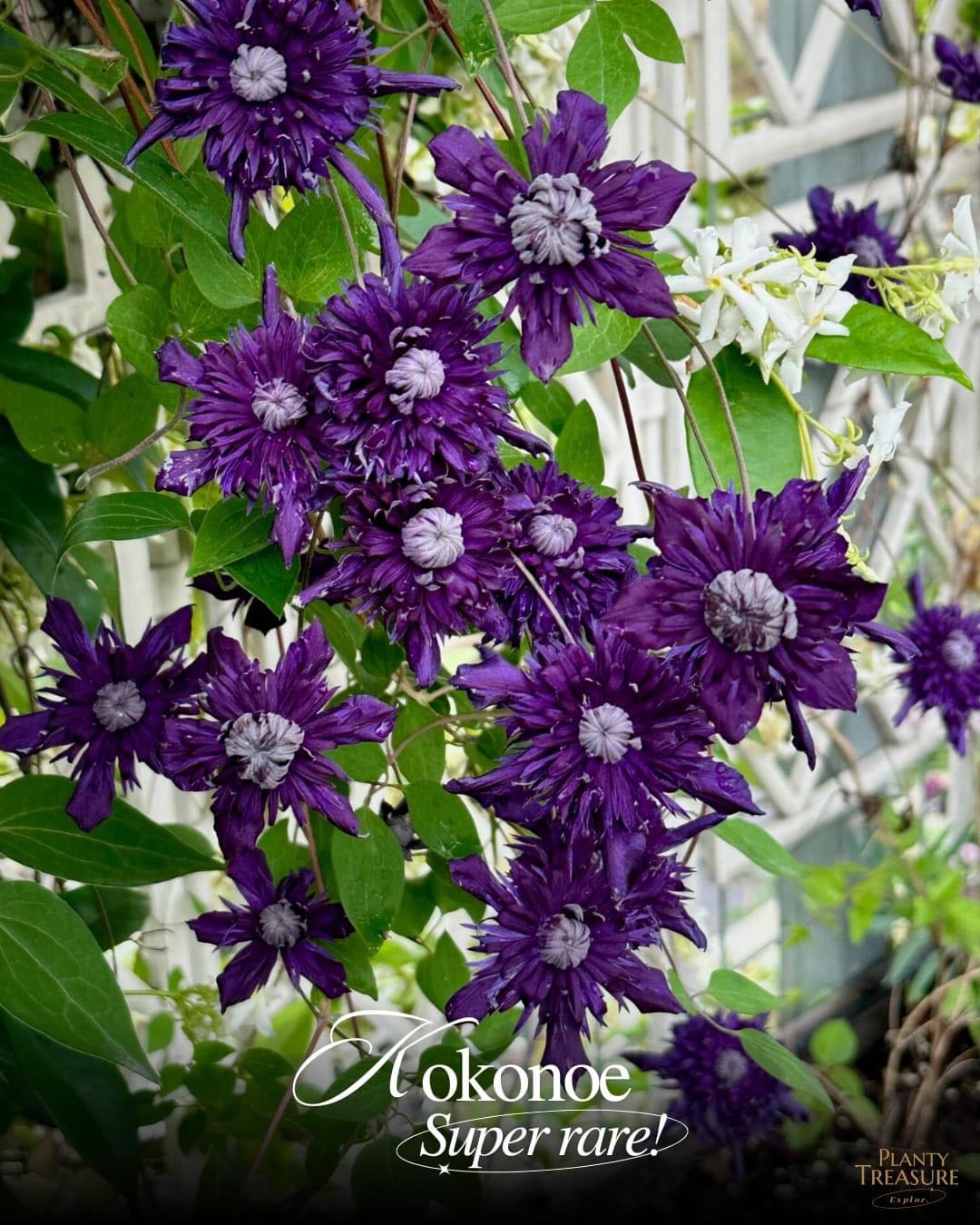 Clematis Kokonoe (พร้อมส่ง)
