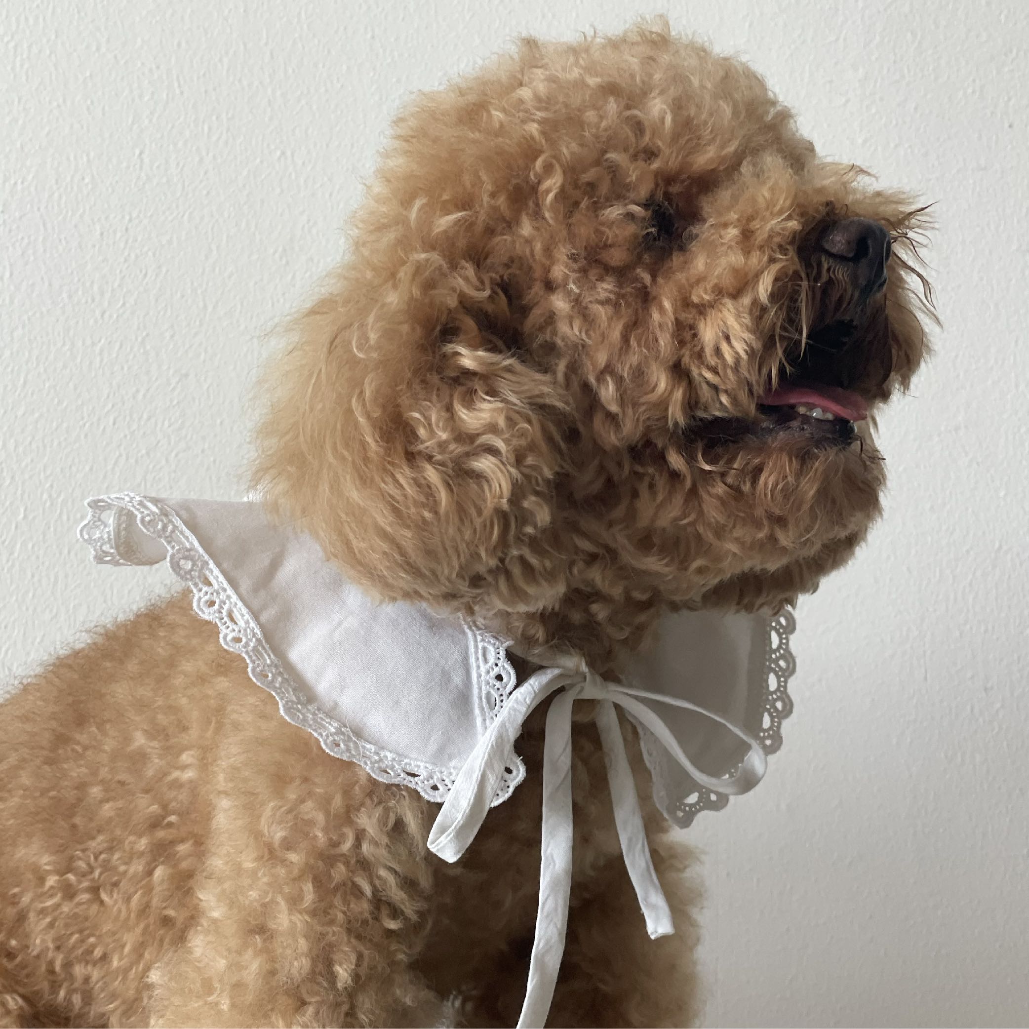 Pillowcase Pet Edition : Pancake Collar 