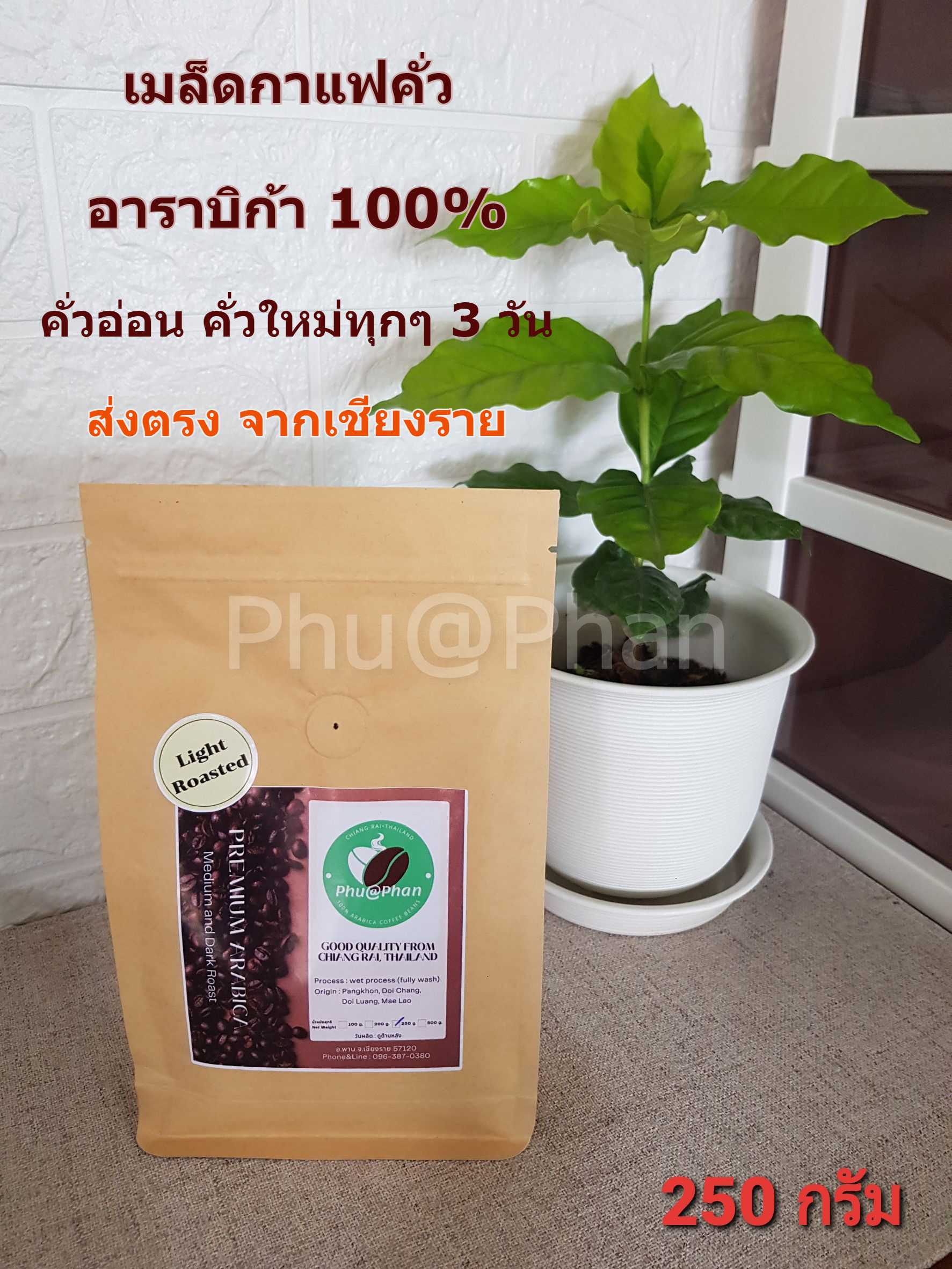 Phu@Phan เมล็ดกาแฟ อาราบิก้า แท้ 100% (คั่วอ่อน) ขนาด 250 กรัม ผลผลิตดอยช้าง จ.เชียงราย