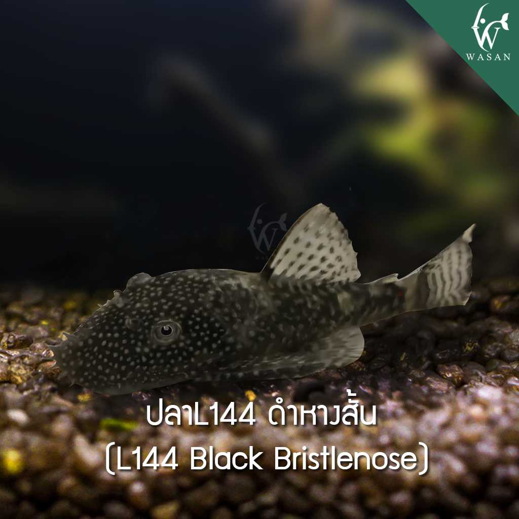 ปลาซัคเกอร์ L144 ดำหางสั้น L144 Black Bristlenose - shotboby (ไซส์ 1.7 นิ้ว)