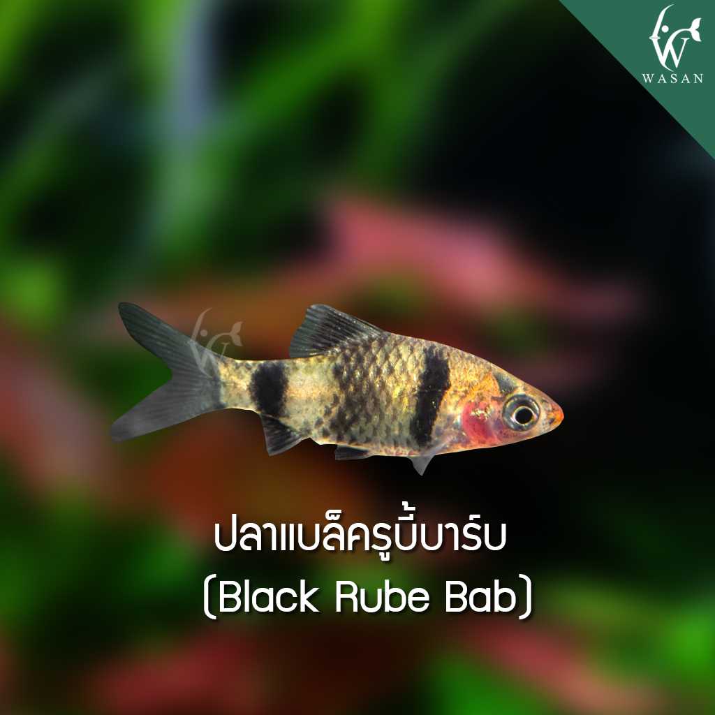 ปลาแบล็ครูบี้บาร์บ Black Rube Bab (ไซส์ 2-3 cm )
