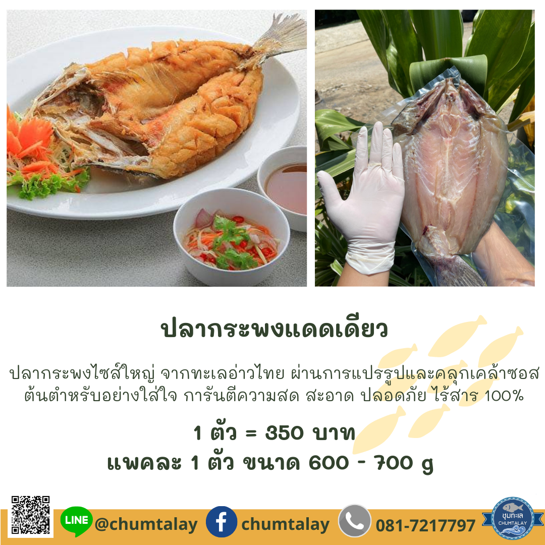 ปลากระพงแดดเดียว