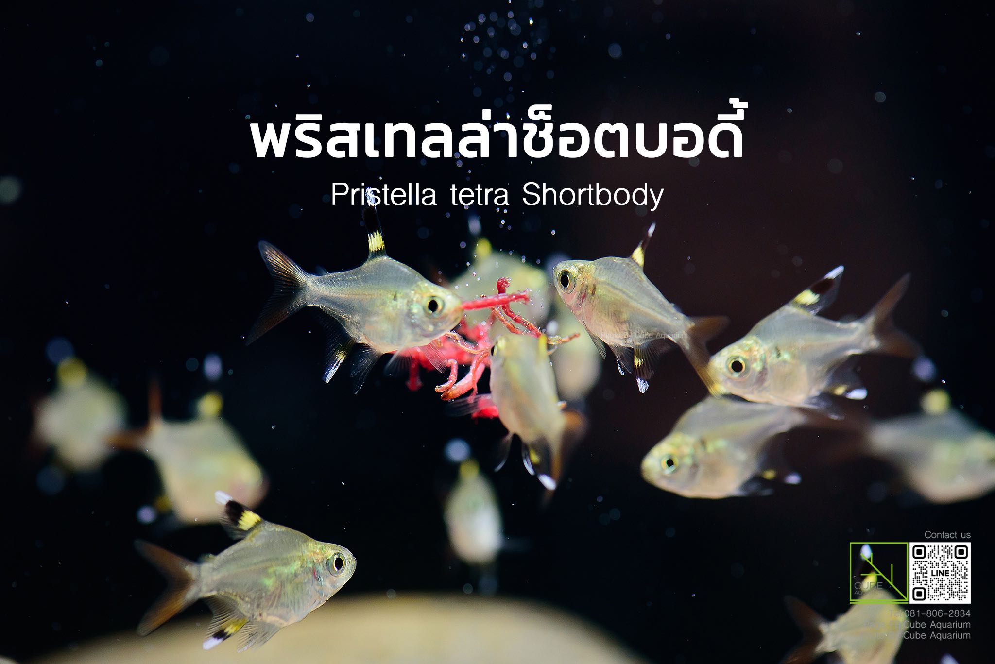 พริสเทลล่าช็อตบอดี้ Pristella tetra Shortbody 1นิ้ว