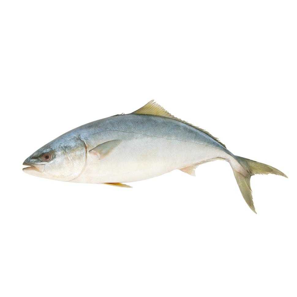 ปลาสำลี 1 Kg (ขนาด 3-6 ตัวต่อ Kg)