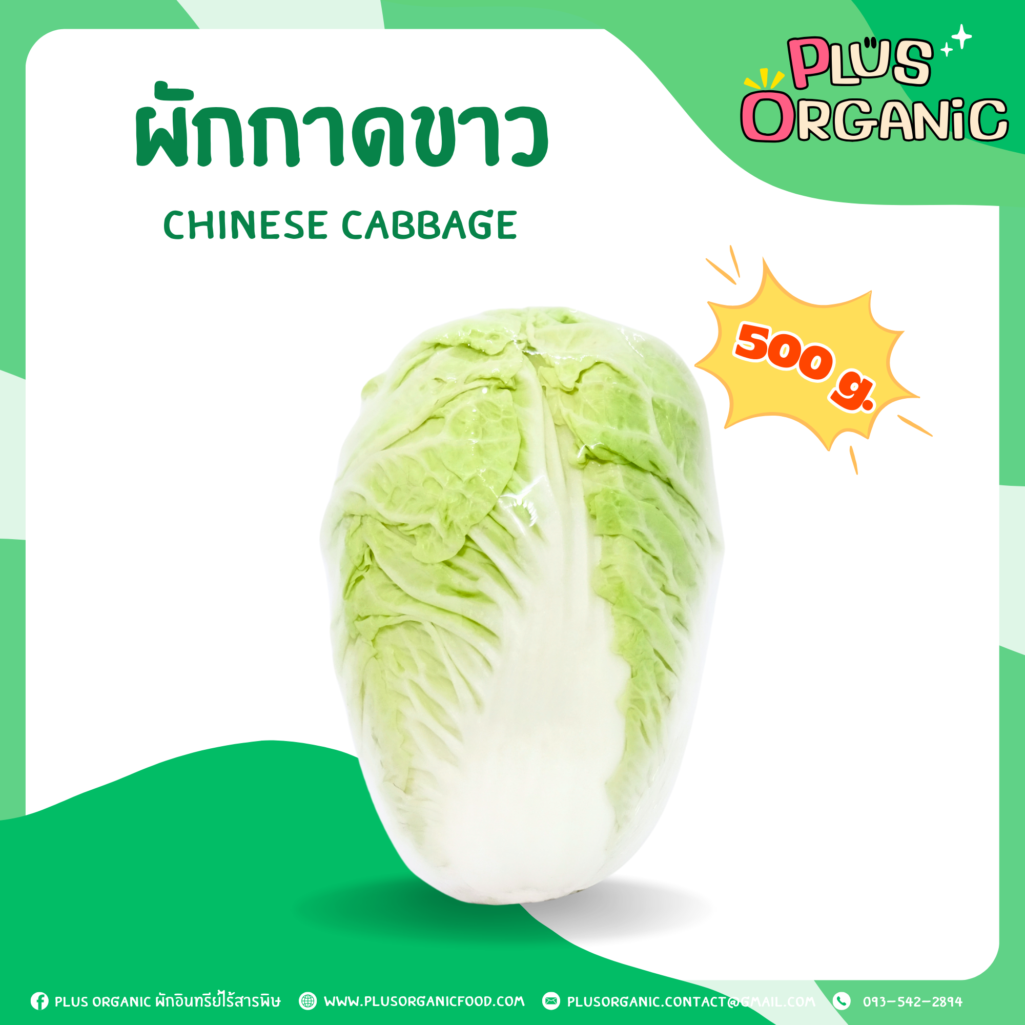 ผักกาดขาว ออร์แกนิค - Organic Chinese Cabbage