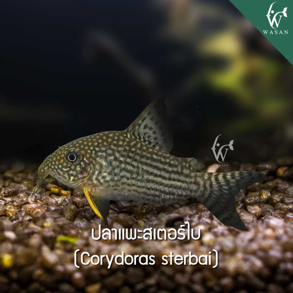 ปลาแพะสเตอร์ไบ Corydoras sterbai (ไซส์ 2-3 cm.)