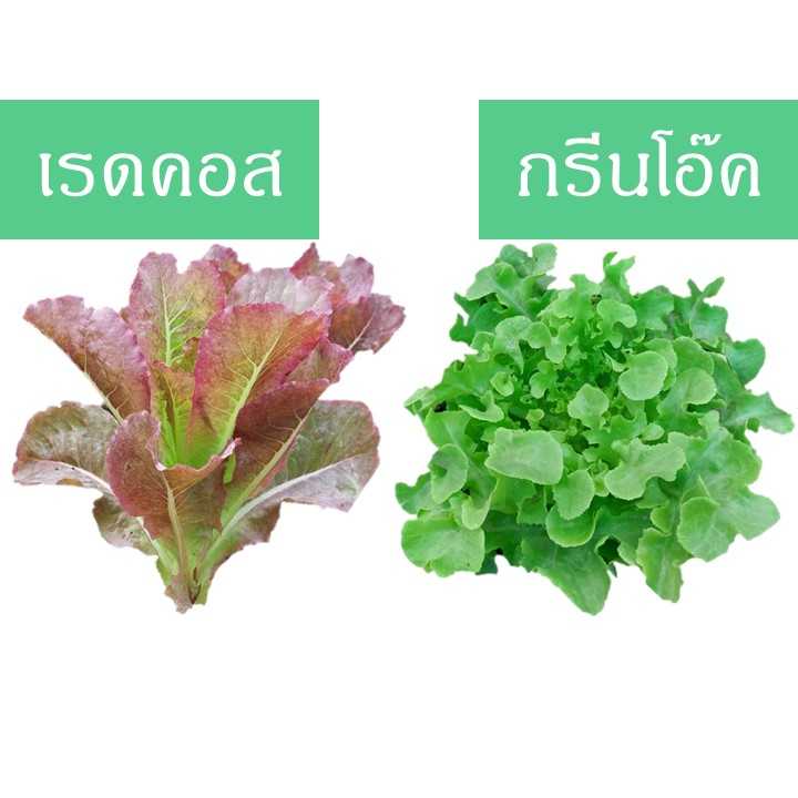 เรดคอส-กรีนโอ๊ค (200 กรัม)