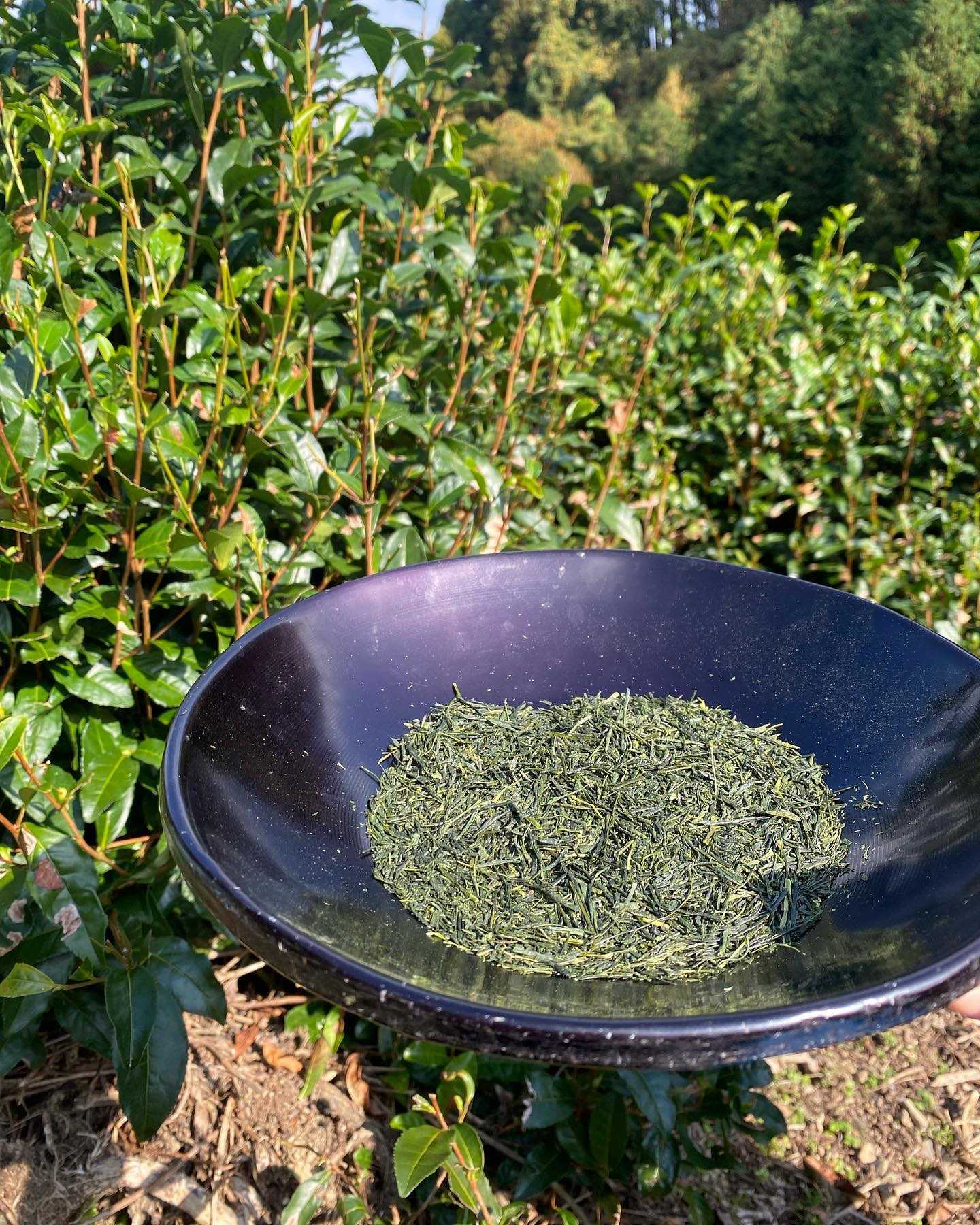 SENCHA : OHBUKUDANI,  Ujitawara, Kyoto (Single origin Yabukita Cultivar)