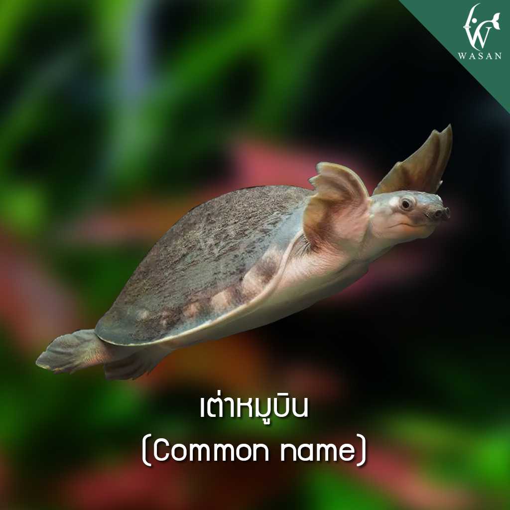 เต่าหมูบิน Common name