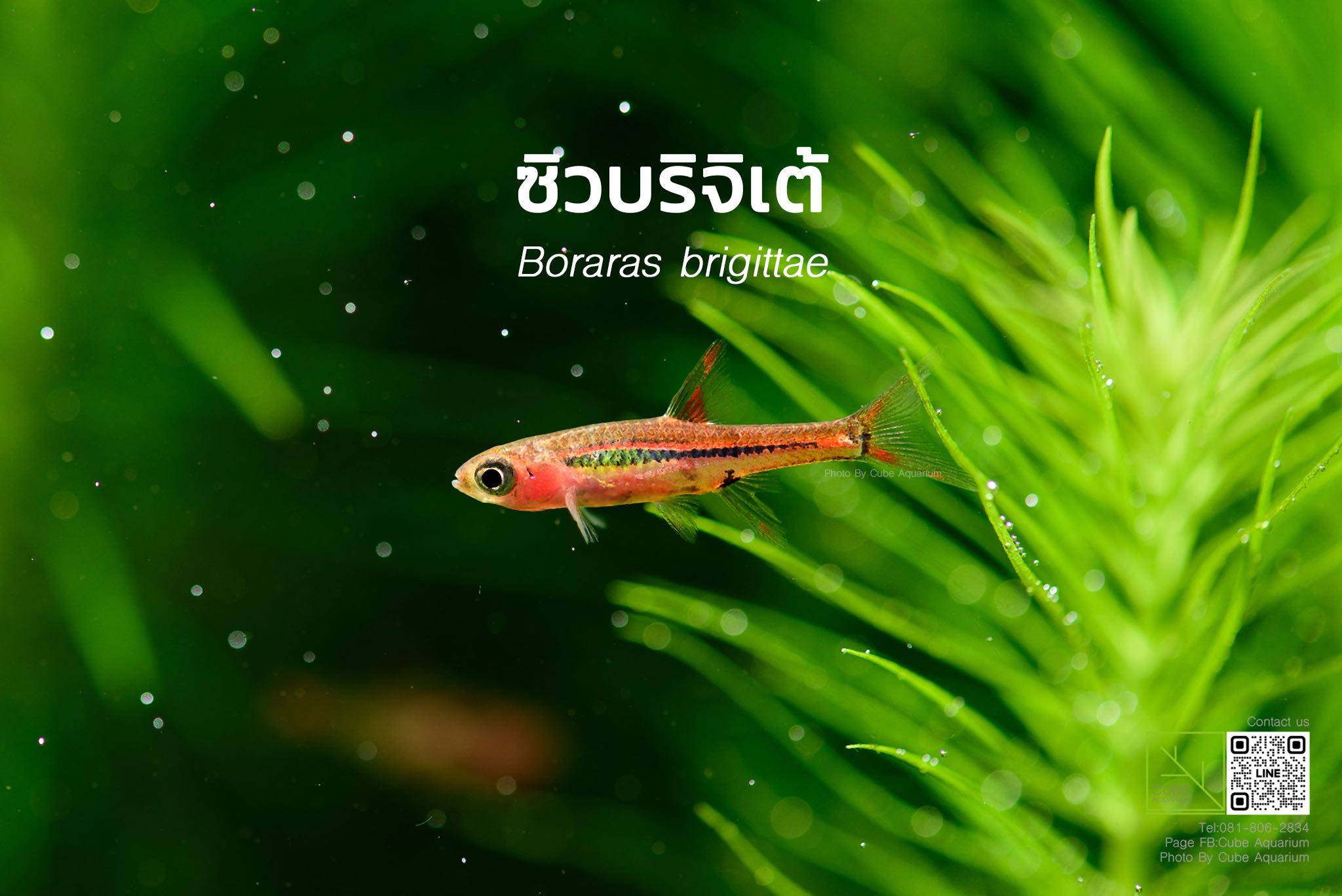 บริจิเต้  Boraras brigittae