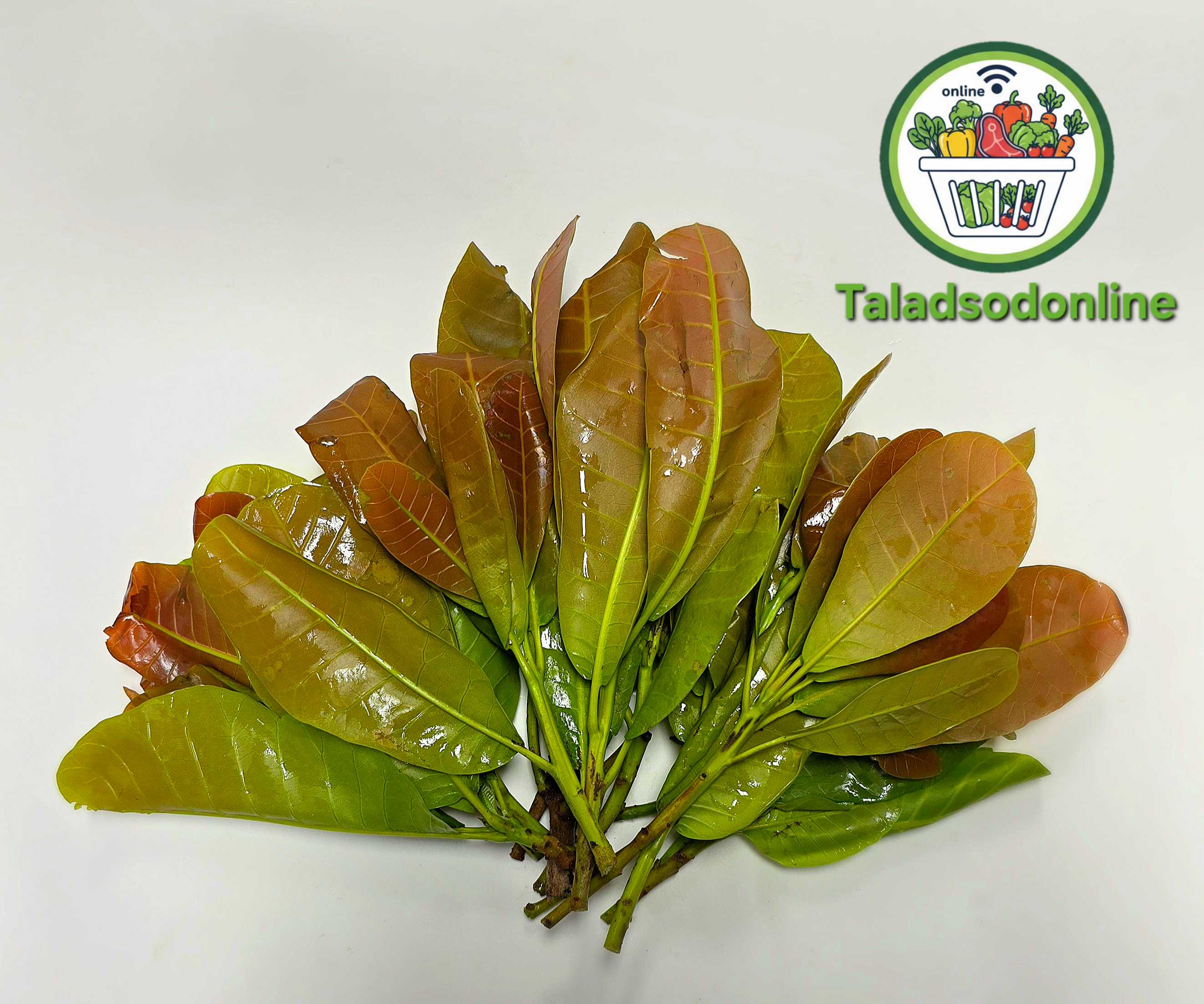 ใบมะม่วงหิมพานต์ สด สะอาด รับประกันคุณภาพ