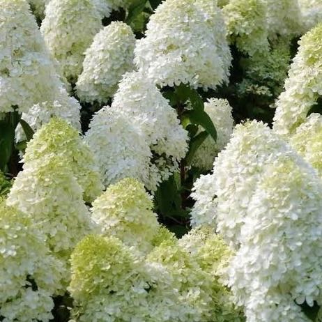(พร้อมส่ง) ‘Polar Bear’ Hydrangea Paniculata 