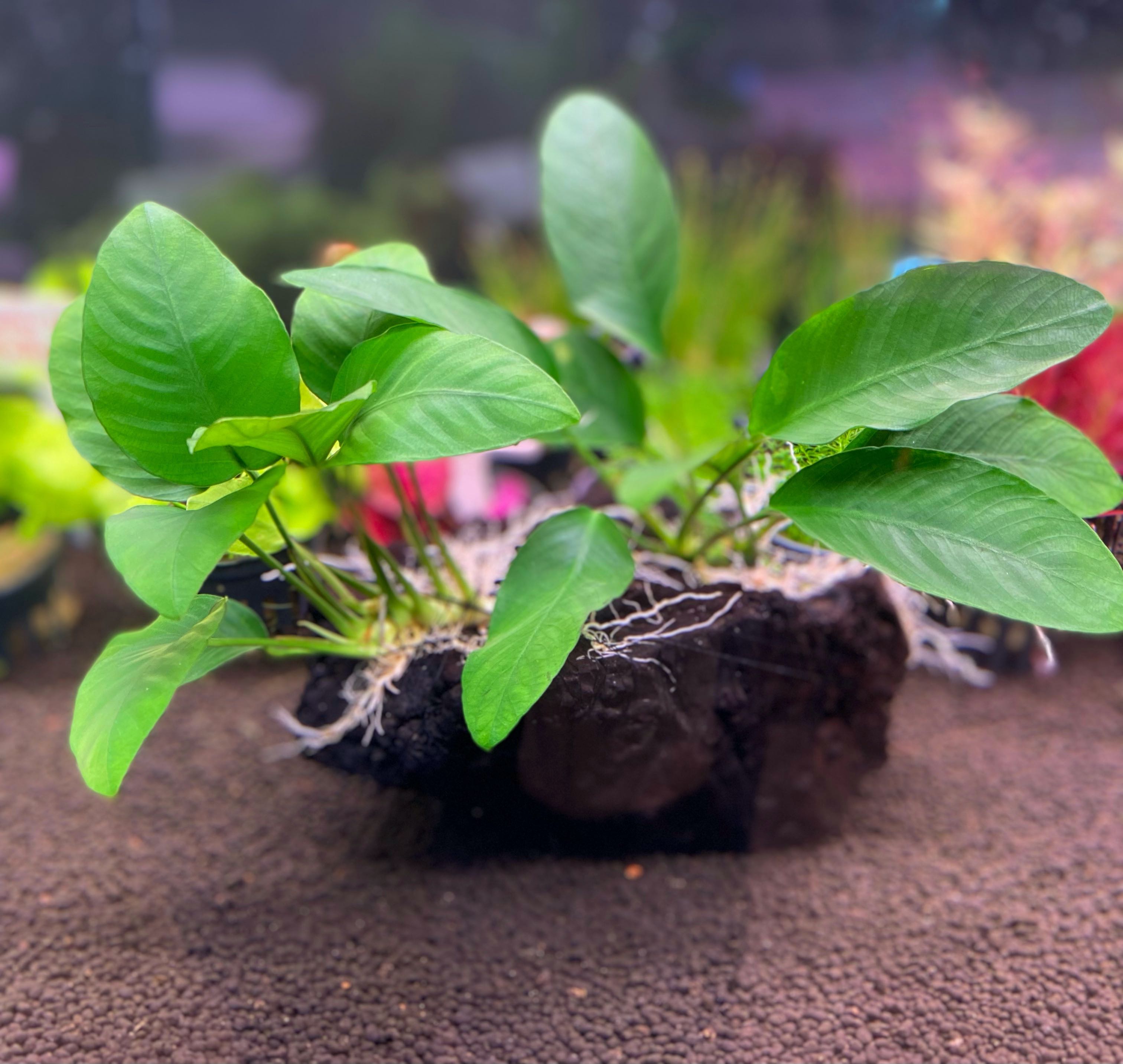 Anubias nana on drift wood 