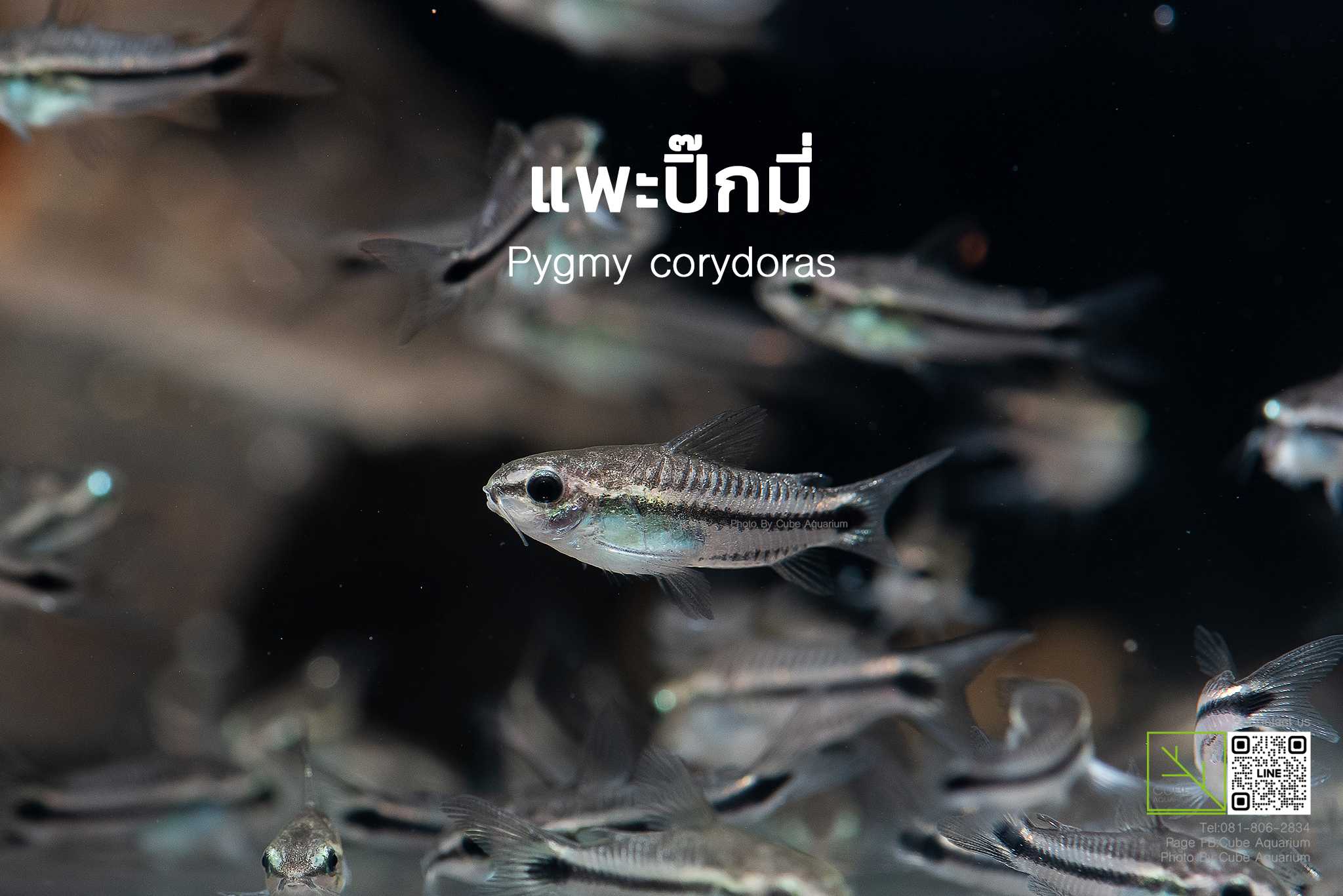 แพะปิ๊กมี่ Pygmy corydoras 0.6นิ้ว 