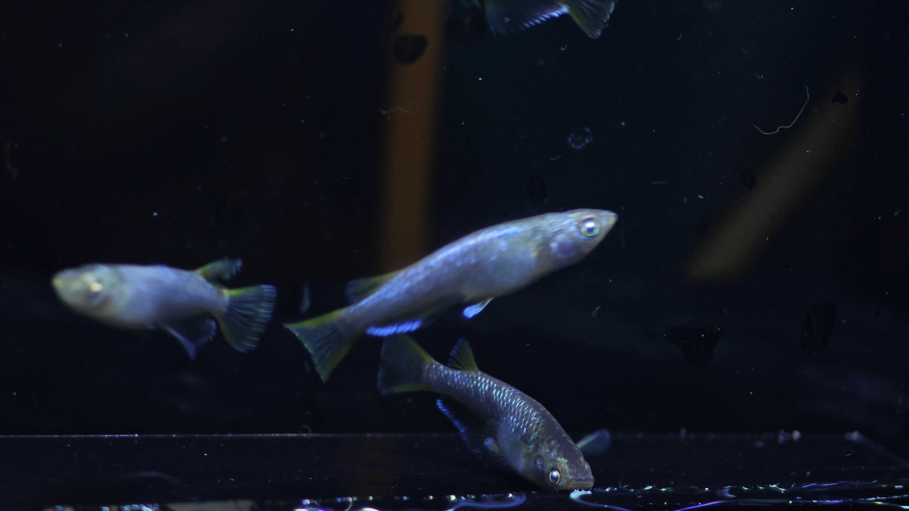 Medaka fish luna gold นำเข้าจากญี่ปุ่น 