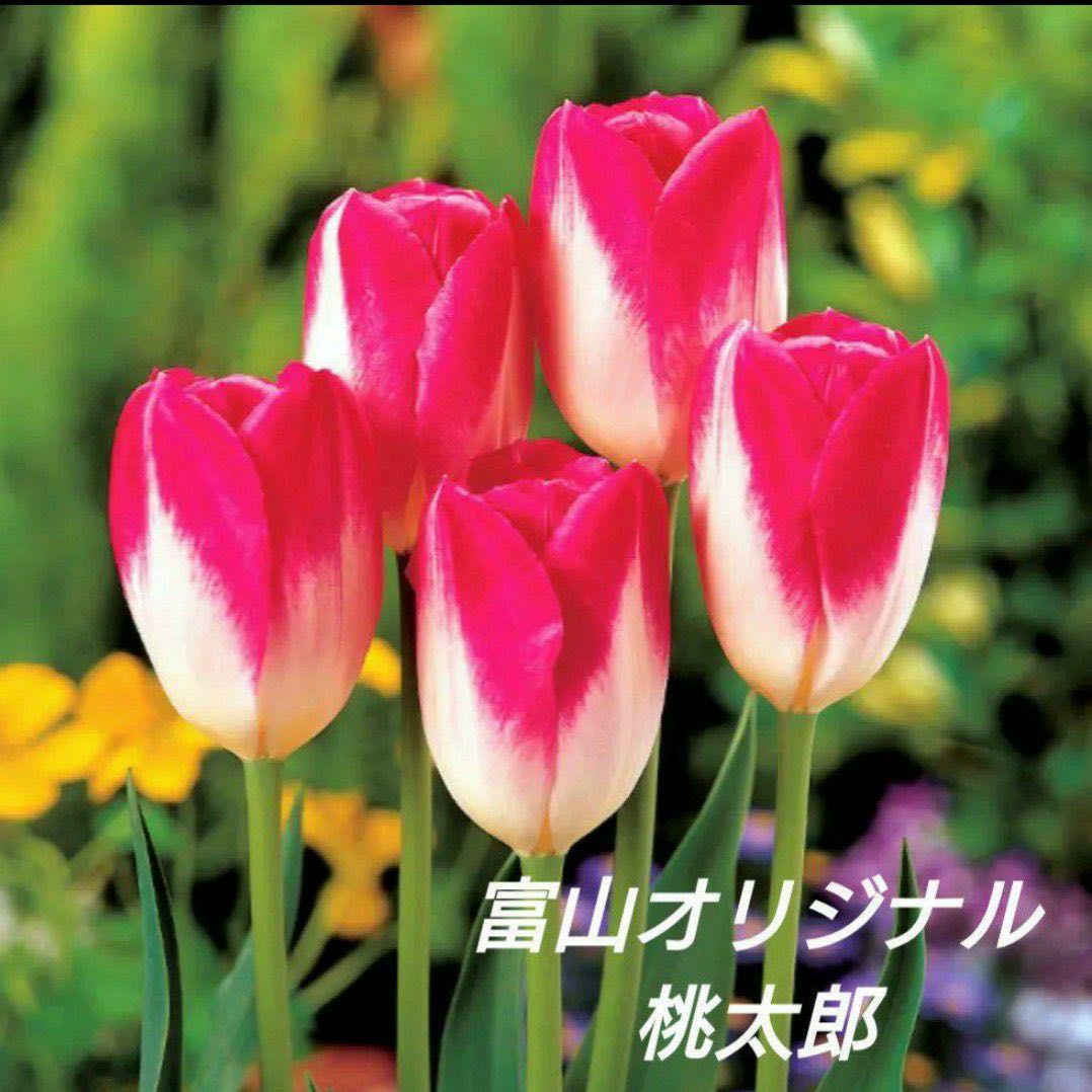 Tulip Momotaro