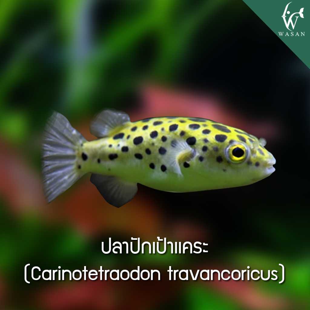 ปลาปักเป้าแคระ Dwarf Pufferfish (ไซส์ 2-3cm)