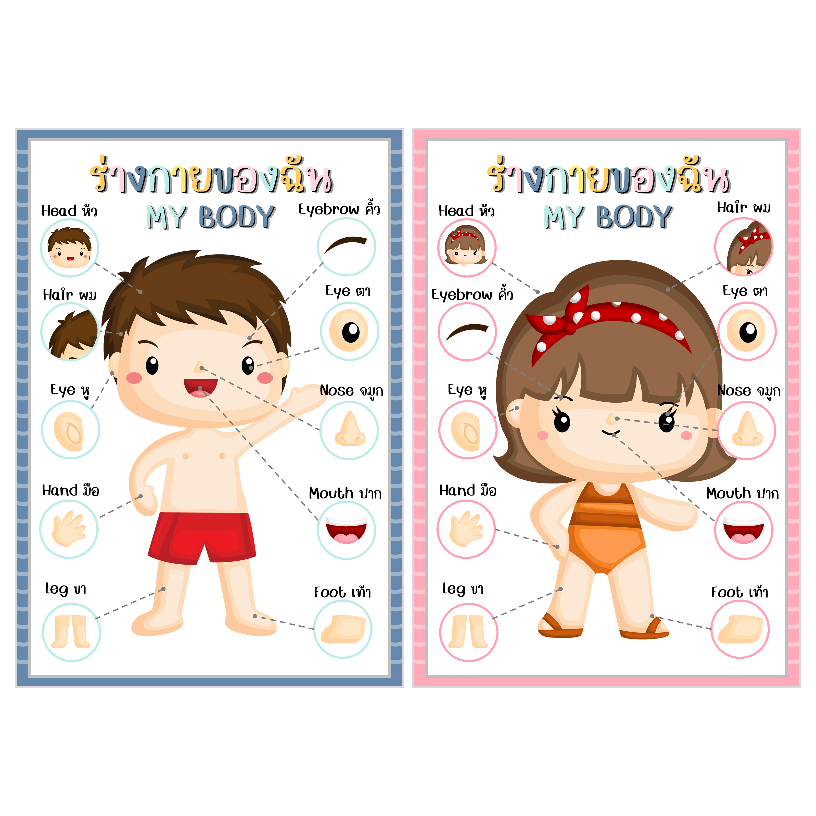 ไฟล์ PDF + รูป โปสเตอร์ร่างกายของฉัน