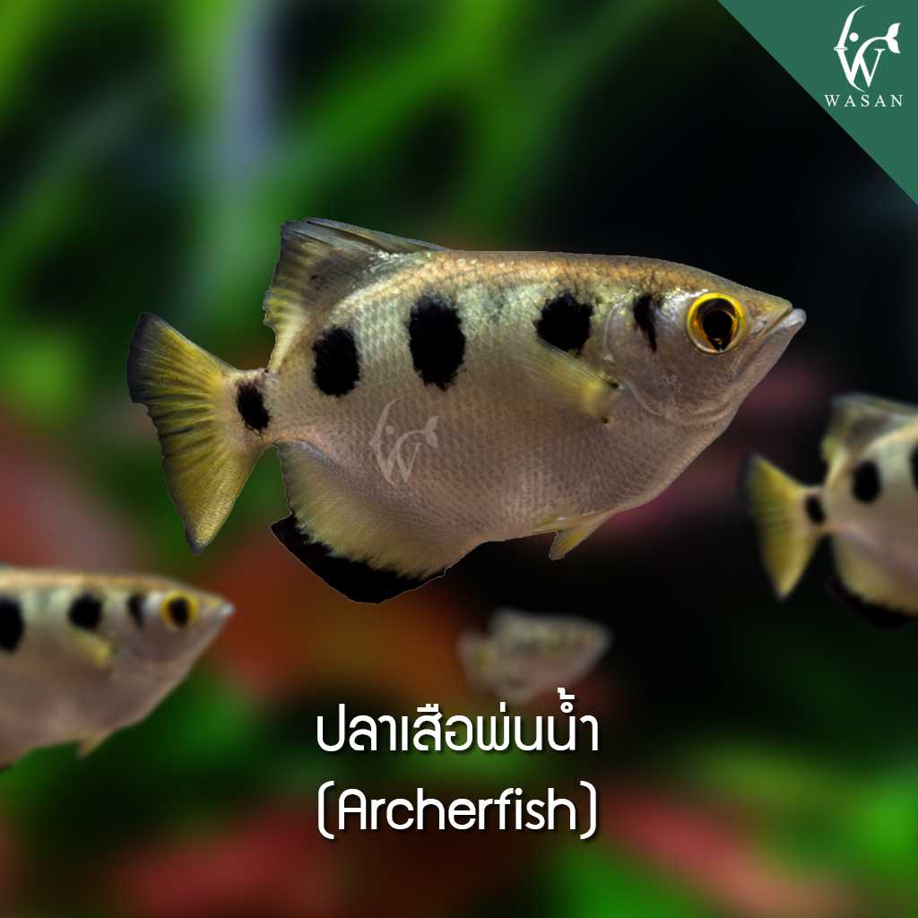 ปลาเสือพ่นน้ำ Archerfish (ไซส์ 3.5 นิ้ว)